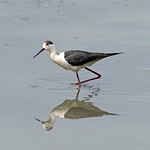 Oasi di Torrile, Parma