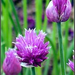 edit chive flowers aug29 189