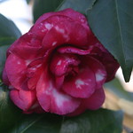 camellia