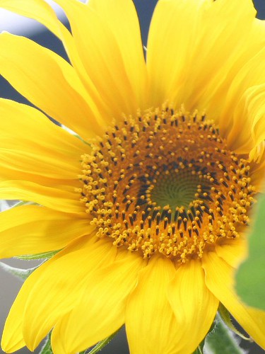 Sunflower in The Gray Sky