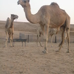 camel farm