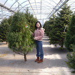 Christmas Tree Picking