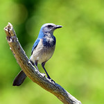 Florida Scrub-Jay