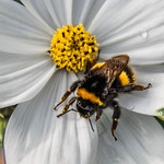 Bee-utiful!! (Explore)