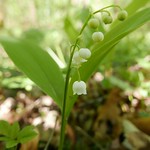 Wilde Maigl&ouml;ckchen