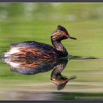 Eared Grebe