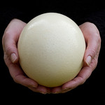 Ostrich Egg