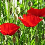 "LA NOVIA DEL CAMPO"