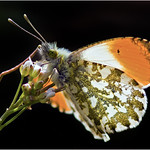 Orange Tip - Anthocharis cardamines