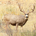 Colorado Buck