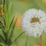 Roc&iacute;o en el diente de le&oacute;n