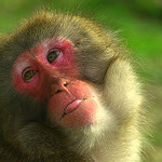 Cheeky little monkey!!