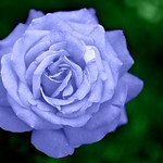 Blue rose