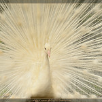 Hypnotique / hypnotic