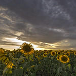 Sunflowers at sunset