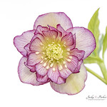 Helleborus &times; hybridus 'Double Ellen Picotee'