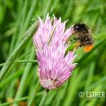 Hommel op bieslook
