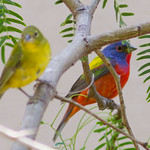 Painted Buntings