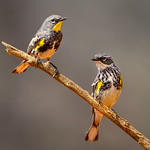 Audubon's and Myrtle Yellow-rumped Warbler