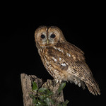 Tawny Owl (Strix aluco)