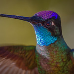 Magnificent Hummingbird, male ((Eugenes fulgens), Costa RIca