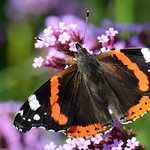 Red Admiral (Vanessa atalanta)