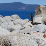 Lake Tahoe: Skunk Habor