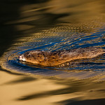 Muskrat (Ondatra zibethicus): Out Early