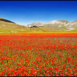 ...poppyland...