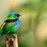 Sa&iacute;ra sete cores (Green-headed Tanager)