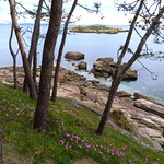 La primavera llega a la orilla del mar