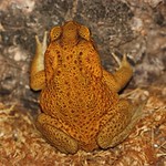 Cane Toad (Bufo marinus)