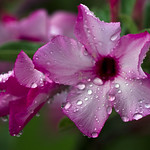 Flower after rain shower