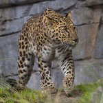 Amur and Snow Leopard Habitats Expand The Barlin-Kahn Family Panda Trek