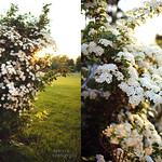 Blooming Spirea