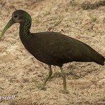 Green Ibis