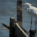 Gar&ccedil;a-branca-pequena | Egretta garzetta | Little egret