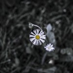 Lonely Does It, Creg's Quay