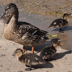 Mother and Baby Mallards
