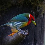 Torito Cabecirrojo | Red-headed Barbet (Eubucco bourcierii)