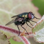 Green Bottle Fly