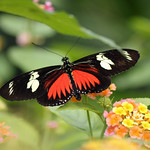 Doris Longwing Butterfly