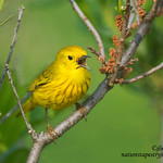 A Flash Of Yellow !!!!!!!!!!!