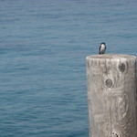 Sugar Pine Point Pier & Bird - Lake Tahoe
