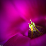 dawn falls upon the temple...