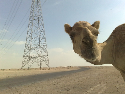 Curious Camel