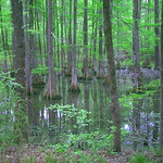 Chicot State Park Ville Platte, LA 27March2008 012