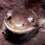 Salamander update