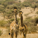 Masai Giraffe