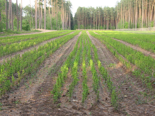 Sodinukai 2008-06-12